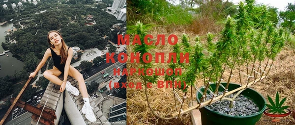 сатива Новокубанск